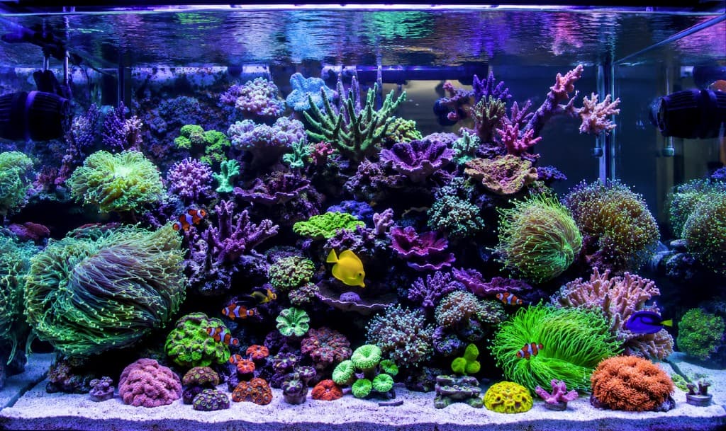 Healthy reef coral