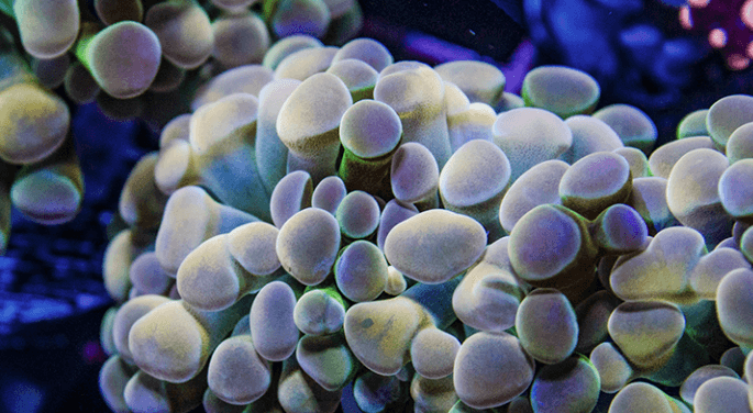🪸 Hologram Golden Hammer Coral ✨