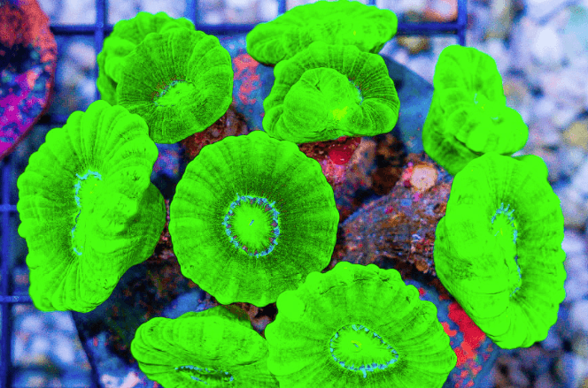 🪸 Kryptonite Candy Cane Coral ✨